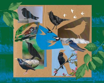 Listen to Britain’s dawn chorus of 1976: the dramatic loss of birdsong in 50 years