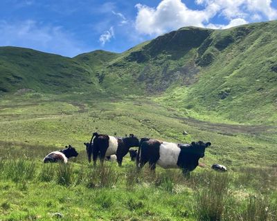 Country diary: A TB scare on the farm, and our summer plans are in ruins