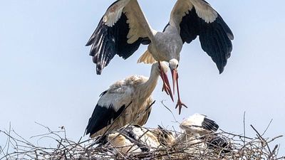 'The storks were here before me': Pensioners live side-by-side with storks in this Croatian village