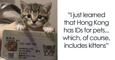 ‘Soft Cat Memes’: 42 Cute And Hilarious Pics for Your Daily Dose Of Feline Fun (New Pics)