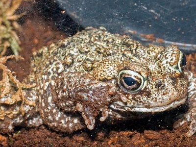 What is Anaxyrus boreas? Why the Western toad is now considered Canada’s most genetically distinct animal
