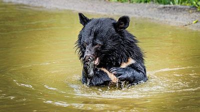 Rescued bile bears released in Denmark forest