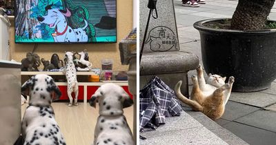 64 Wholesome Animal Photos Shared By This Page That Might Make You Smile Without Even Trying