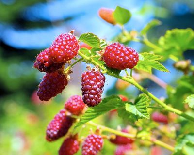 Got a sunny bed going spare? Tayberries offer great bang for your buck