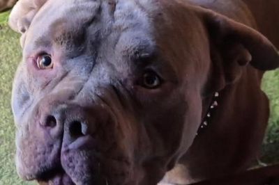 Pit bull on the loose after killing pet and injuring man in ‘nightmare’ attack