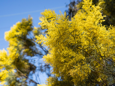South Africa, in the mid-1800s, planted millions of Australian acacias as a dune fix; 180 years later, that decision is costing the country its rivers and ecosystem