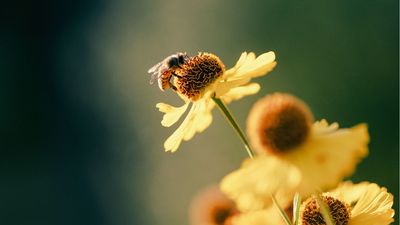 3 Simple Ways to Help Bees Beat the Heat and Stay Hydrated in Your Yard All Summer Long