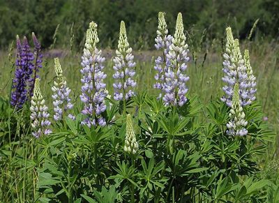 An invasive lupine in Poland’s mountain grasslands is nudging native plants to grow taller, grow thinner leaves, and trade stress defense for speed