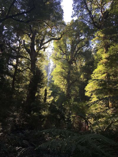 Australia’s alpine ash forests could shrink 65% in 100 years, but the biggest clue is that young trees may seed far earlier than scientists assumed