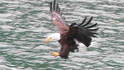 The American Bald Eagle Is Back - But Don't Credit the Endangered Species Act