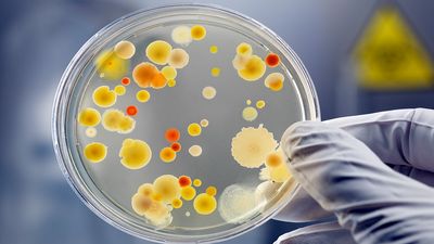 Flesh-eating bacteria spreads along Atlantic coast, CDC warns holiday swimmers to be aware of symptoms