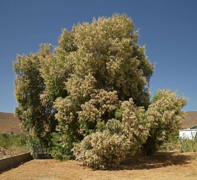 The United States in the 1800s planted thousands of tamarisk trees to stabilise riverbanks, but scientists now say they have spread across the American West, replacing native cottonwood forests and reshaping entire river ecosystems
