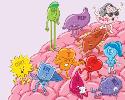 Hormones on the brain? Everything you need to know about HRT, testosterone, melatonin and more