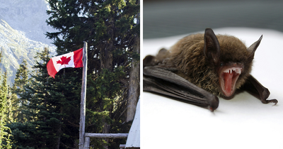 11-Year-Old Canadian Boy Tragically Loses His Life After Being Woken Up By A Bat On His Face