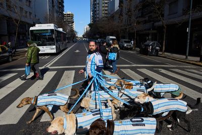 Puppy love as dog walker turns his pack of 13 into Argentina jersey-clad World Cup followers