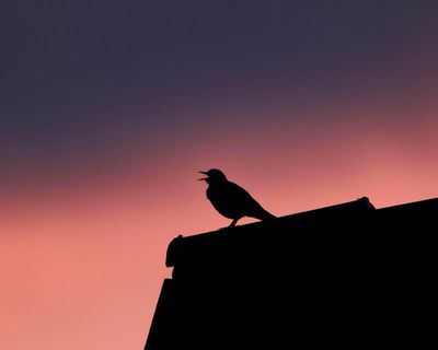 A blackbird with a taste for musicals