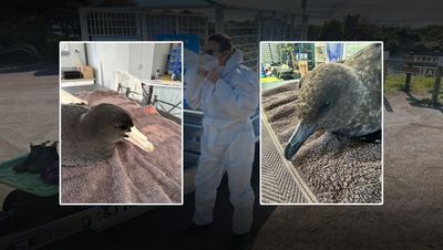 Precautions urged as sixth bird flu case confirmed