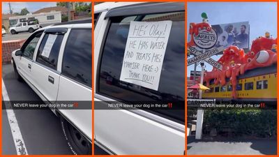 Los Angeles man realizes that there is a corgi in a parked car, and despite the sign saying it’s fine, decides to check on it: ‘I didn’t expect that’
