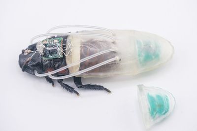 Scientists have created a 3D-printed remote-controlled cyborg cockroach equipped with IR cameras — living insects fitted with flexible 'diving suit' can survive and move underwater for three hours