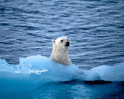 Five Great Reads: the polar expedition racing against time, David Sedaris freaks out about Duolingo, and a doom metal Orthodox priest