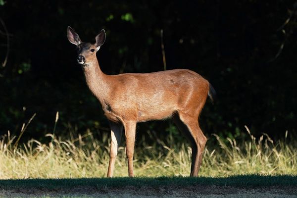 Animal rights advocates move closer to banning hunting in one state