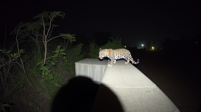 How Leopards Across India Have Quietly Colonised Cities and Why Nobody Notices Them