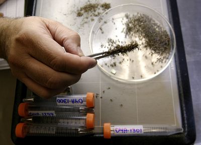Four People Are Dead from West Nile Virus in Maricopa County: Here Is What Phoenix Residents Need to Do Tonight
