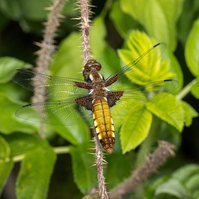 Country diary: Our pond is a year old – already dragonflies are emerging