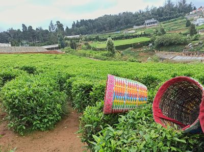 Nepal looks to improve quality, explore new markets after India tightened tea import procedures