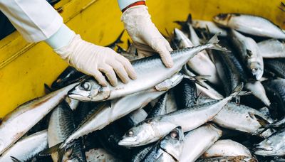 TN govt begins extraction of ammonia gas stored at seafood export factory in Tiruvallur
