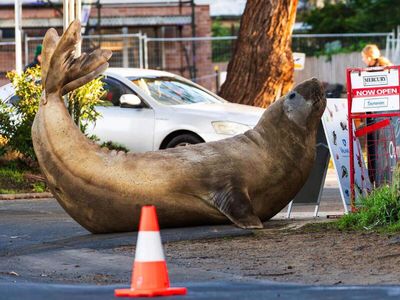 Neil Seal smashes cars, blocks roads in Tasmania and has 1.4 million fans. Now Australia is asking people to respect his privacy