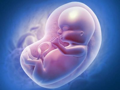 Indian scientists recreate key human placenta functions on a chip