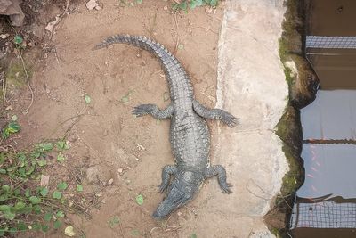 Parents of boy injured in crocodile pit detail ‘uncertain’ time after fifth surgery