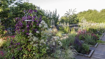 Prune These Plants in July for More Flowers, Bigger Harvests, and a Better Garden Next Year