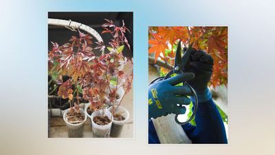 Grow a new Acer plant for free with this genius 'air layering' propagation method