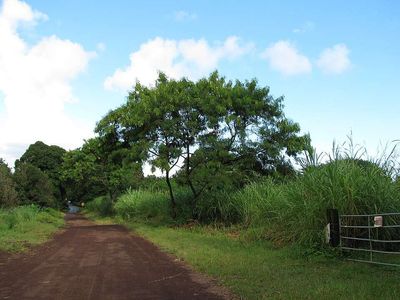 Hawaii in the late 1800s planted fast-growing leucaena trees for cattle fodder and erosion control, but scientists now say they have spread across the islands, replacing native dry forests with dense invasive stands