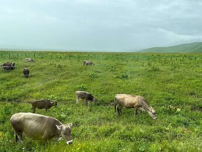 China's grasslands don't adapt to drought gradually; scientists found that they reach a point where perennial plants give way to fast-growing annual species