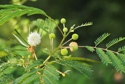 Thailand in the 1950s planted millions of leucaena trees for fodder and reforestation, but scientists now say they have spread into natural forests, replacing native vegetation with dense single-species stands