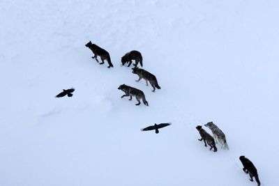 America's Yellowstone ravens don't follow wolves to find food; scientists found they navigate to places where wolves are most likely to leave fresh carcasses, even when no wolves are present
