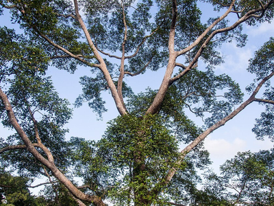 Malaysia's tallest rainforest trees keep pumping water to their highest branches even during drought, thanks to a hidden hydraulic adaptation, scientists found