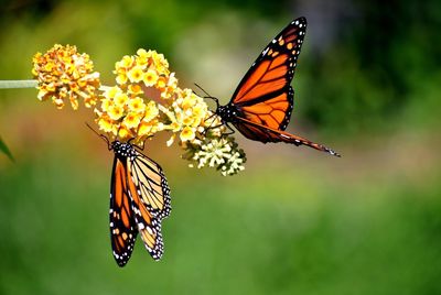 8 Pollinator-Friendly Plants That Bloom for Months