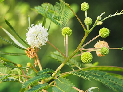 Thailand promoted Leucaena trees for fodder and reforestation, but scientists found that the fast-growing species is suppressing the natural regeneration of native forests