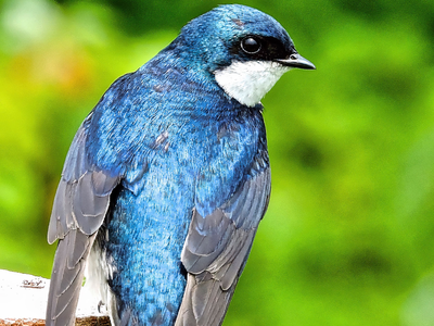 Canada's birds have been shrinking since the 1970s as insect populations collapsed by more than 60%, scientists found