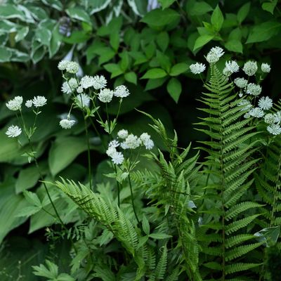 I transformed the darkest corner of my garden into a leafy oasis with these beautiful shade-loving plants