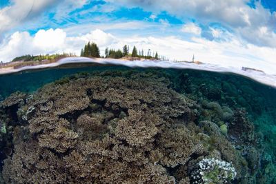 Norfolk Island’s unique corals under triple threat from disease, El Niño and now government-approved dredging