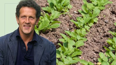 Did you know you need to thin your seedlings as they grow? Monty Don has shared the important reason why
