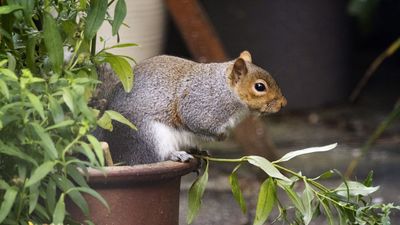 This Fragrant, Easy-to-Grow Herb Repels Destructive Garden Squirrels (But Smells Amazing to Humans)