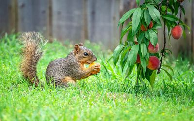 I tried this no-cost trick to keep squirrels from eating my peaches — and it's actually working!