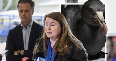 The state's first case of bird flu is in the Hunter. Here's what you need to know