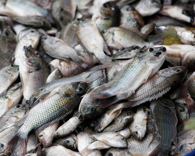 ‘They ate the shrimp, they even ate the crab’: Thai fishers count the cost of a voracious invader